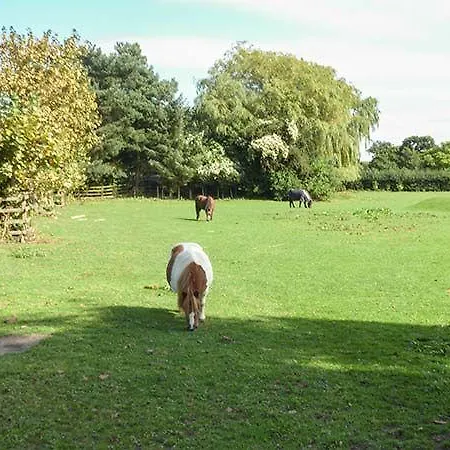 Golden Hill * Haxby